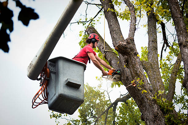 Best Seasonal Cleanup (Spring/Fall)  in USA